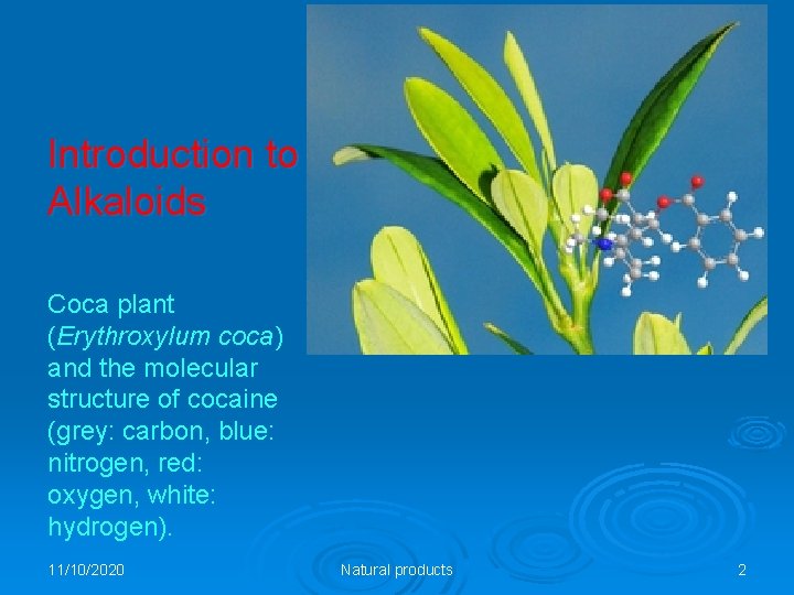 Introduction to Alkaloids Coca plant (Erythroxylum coca) and the molecular structure of cocaine (grey: