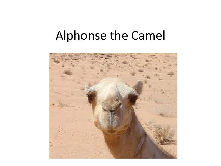 Alphonse the Camel 