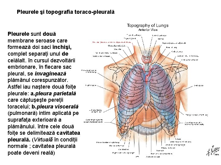 Pleurele şi topografia toraco-pleurală Pleurele sunt două membrane seroase care formează doi saci închişi,
