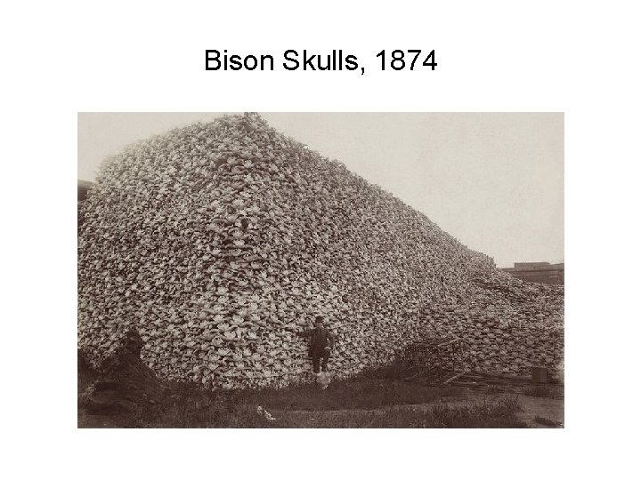 Bison Skulls, 1874 