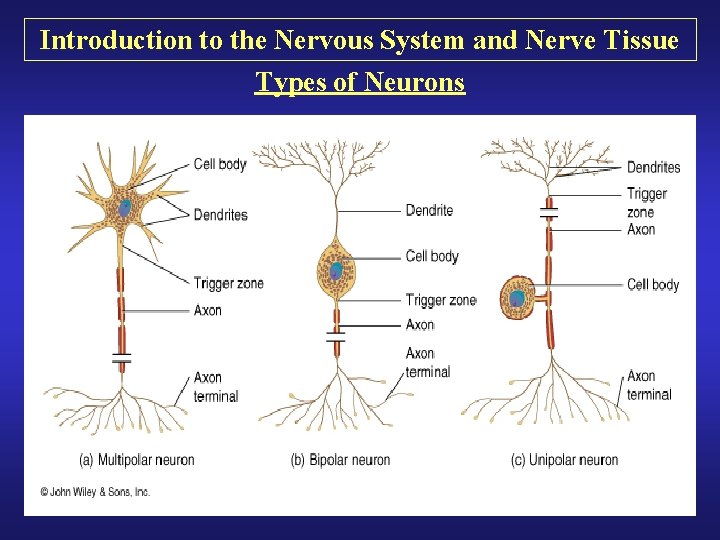 Introduction to the Nervous System and Nerve Tissue Types of Neurons 