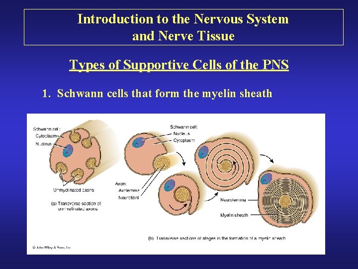 Introduction to the Nervous System and Nerve Tissue Types of Supportive Cells of the