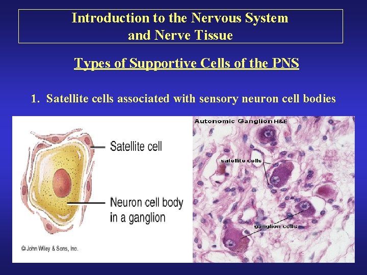 Introduction to the Nervous System and Nerve Tissue Types of Supportive Cells of the