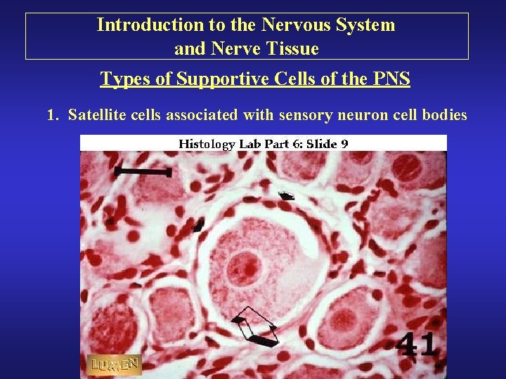 Introduction to the Nervous System and Nerve Tissue Types of Supportive Cells of the