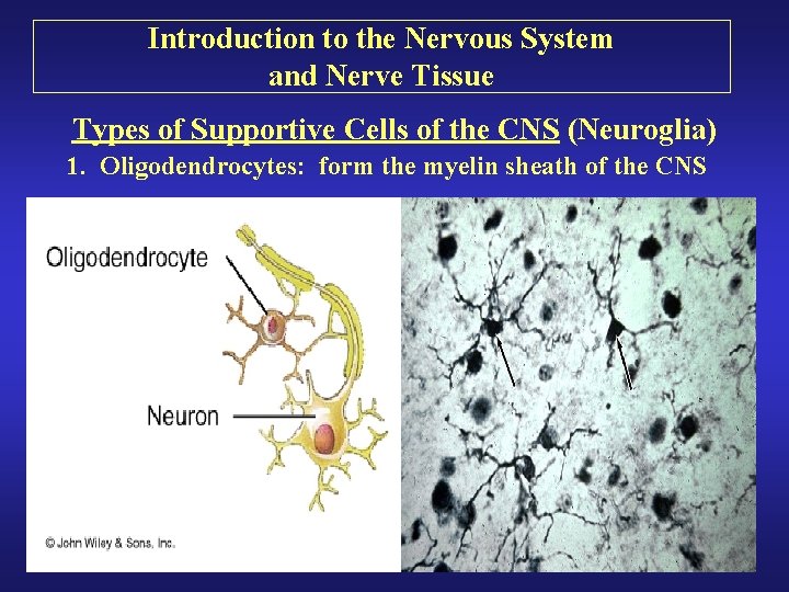 Introduction to the Nervous System and Nerve Tissue Types of Supportive Cells of the