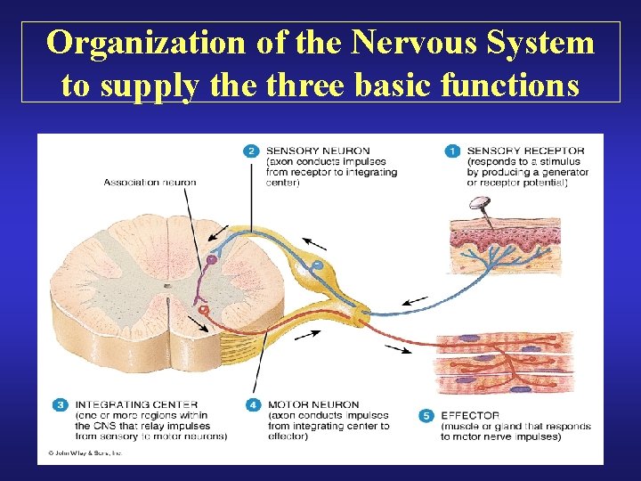 Organization of the Nervous System to supply the three basic functions 