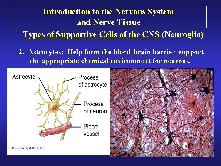 Introduction to the Nervous System and Nerve Tissue Types of Supportive Cells of the