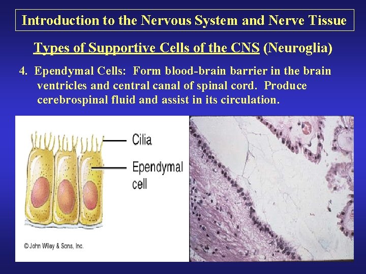 Introduction to the Nervous System and Nerve Tissue Types of Supportive Cells of the