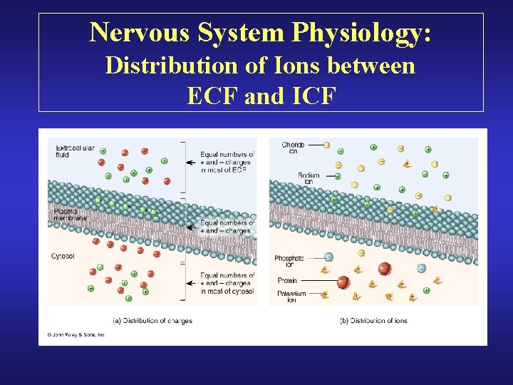 Nervous System Physiology: Distribution of Ions between ECF and ICF 