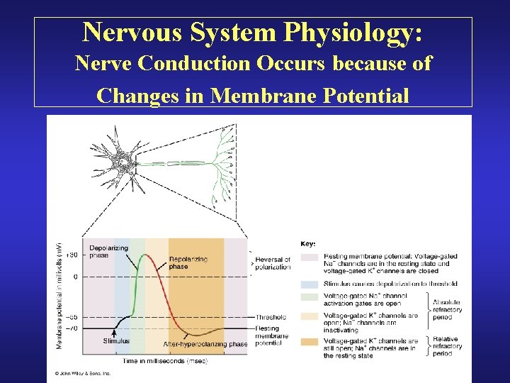 Nervous System Physiology: Nerve Conduction Occurs because of Changes in Membrane Potential 