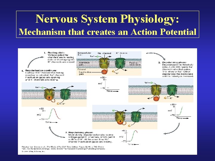 Nervous System Physiology: Mechanism that creates an Action Potential 