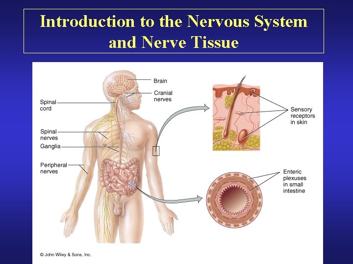 Introduction to the Nervous System and Nerve Tissue 