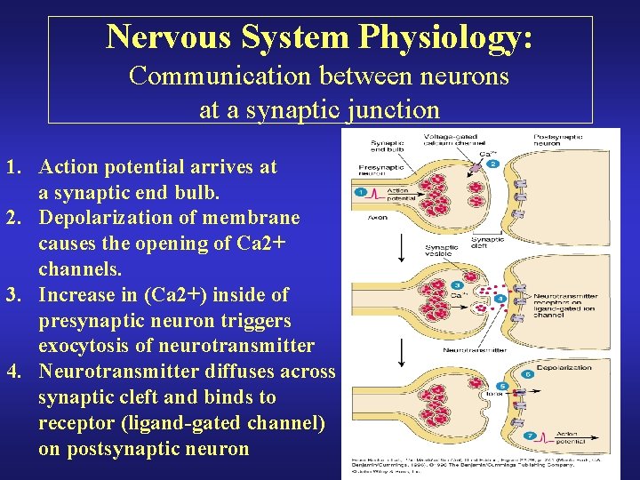 Nervous System Physiology: Communication between neurons at a synaptic junction 1. Action potential arrives