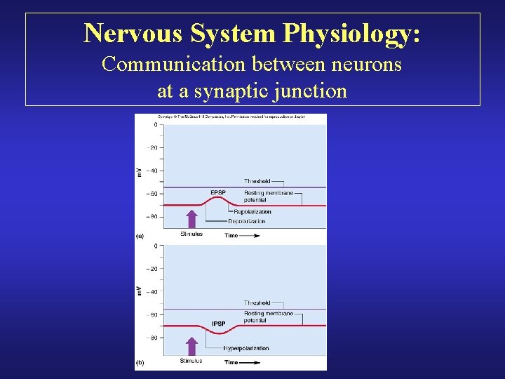 Nervous System Physiology: Communication between neurons at a synaptic junction 