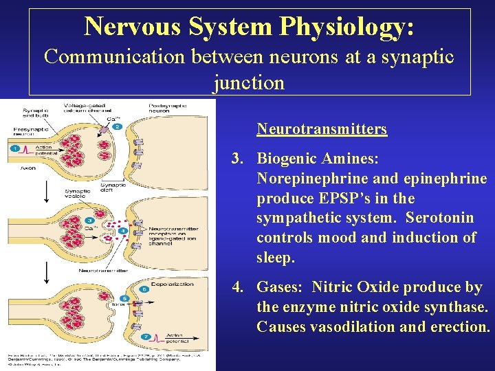 Nervous System Physiology: Communication between neurons at a synaptic junction Neurotransmitters 3. Biogenic Amines: