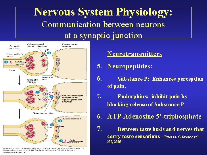 Nervous System Physiology: Communication between neurons at a synaptic junction Neurotransmitters 5. Neuropeptides: 6.
