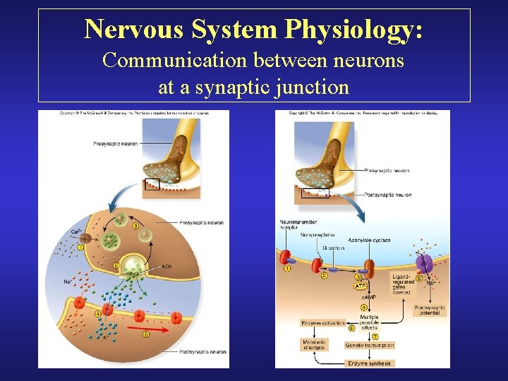 Nervous System Physiology: Communication between neurons at a synaptic junction 