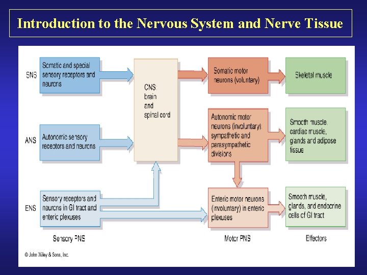 Introduction to the Nervous System and Nerve Tissue 