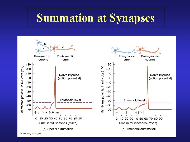 Summation at Synapses 