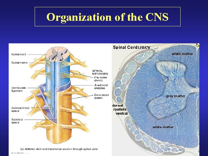 Organization of the CNS 