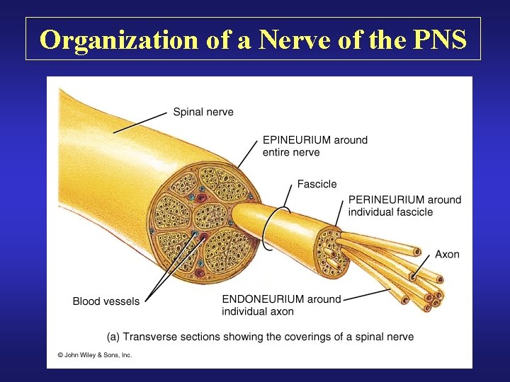 Organization of a Nerve of the PNS 