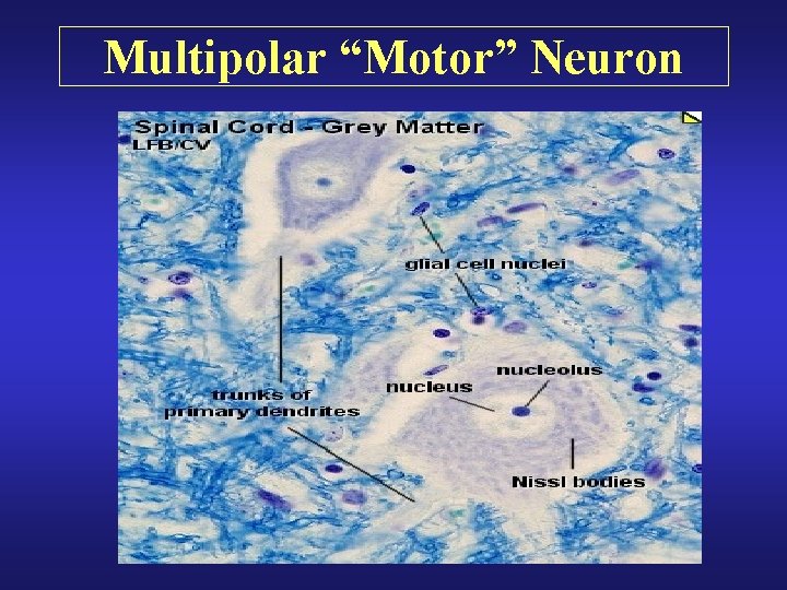 Multipolar “Motor” Neuron 