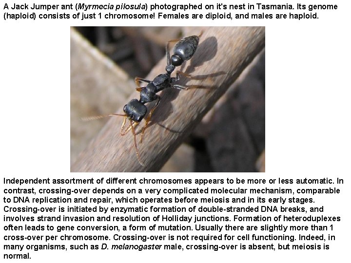 A Jack Jumper ant (Myrmecia pilosula) photographed on it's nest in Tasmania. Its genome