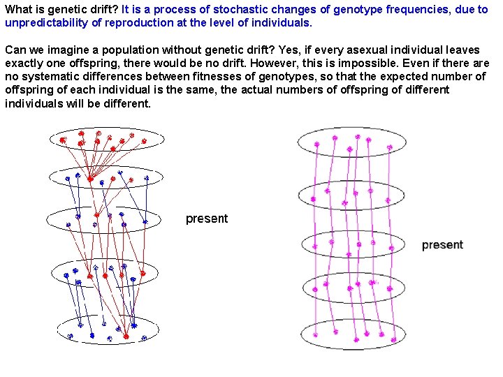 What is genetic drift? It is a process of stochastic changes of genotype frequencies,