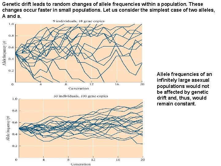 Genetic drift leads to random changes of allele frequencies within a population. These changes