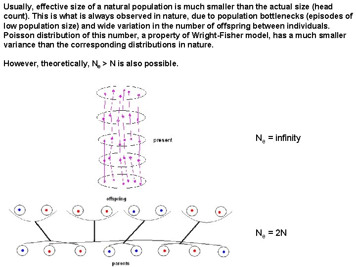 Usually, effective size of a natural population is much smaller than the actual size