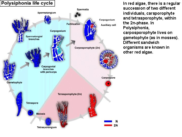 In red algae, there is a regular succession of two different individuals, carsporophyte and