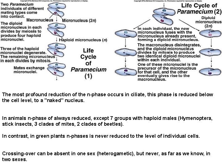 The most profound reduction of the n-phase occurs in ciliate, this phase is reduced