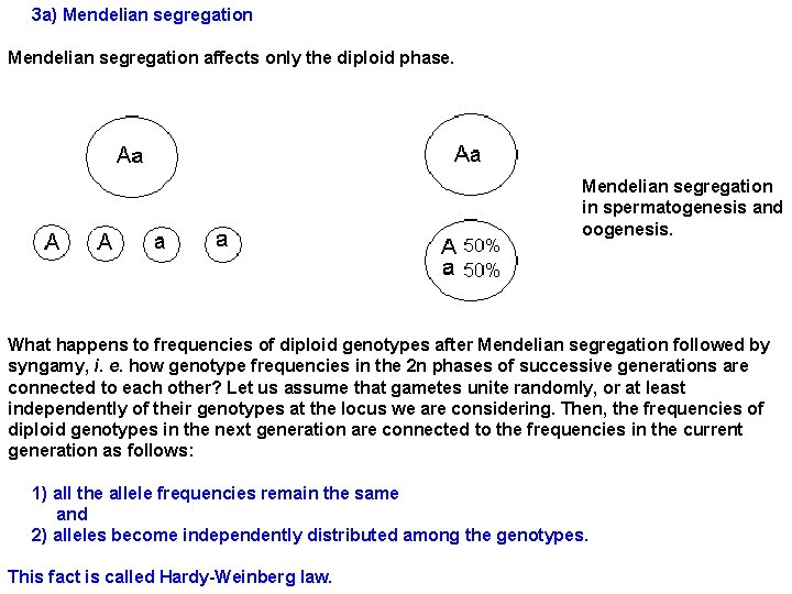 3 a) Mendelian segregation affects only the diploid phase. Mendelian segregation in spermatogenesis and
