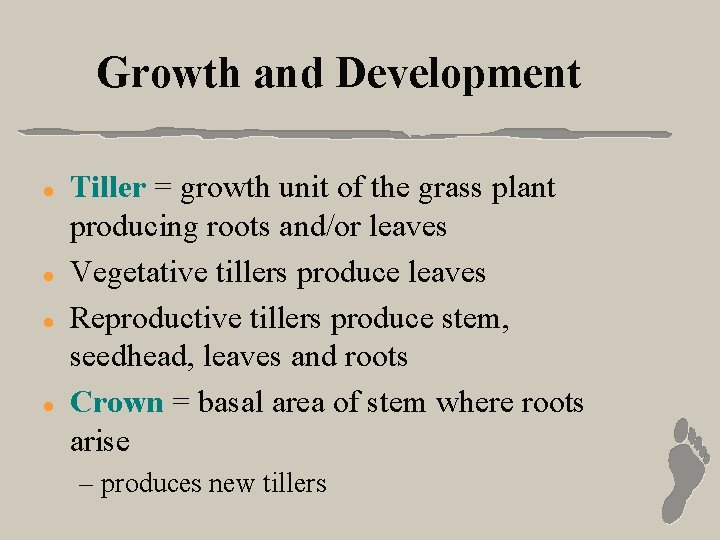 Growth and Development l l Tiller = growth unit of the grass plant producing