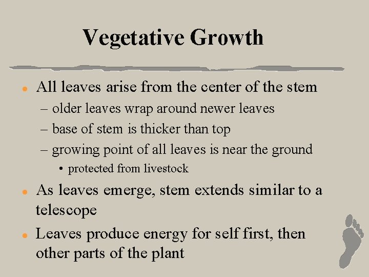 Vegetative Growth l All leaves arise from the center of the stem – older