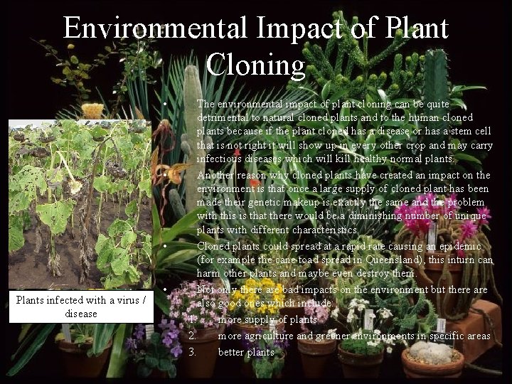 Environmental Impact of Plant Cloning • • • Plants infected with a virus /