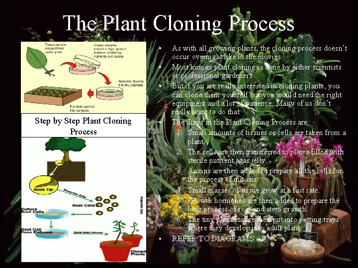 The Plant Cloning Process • • • Step by Step Plant Cloning Process •