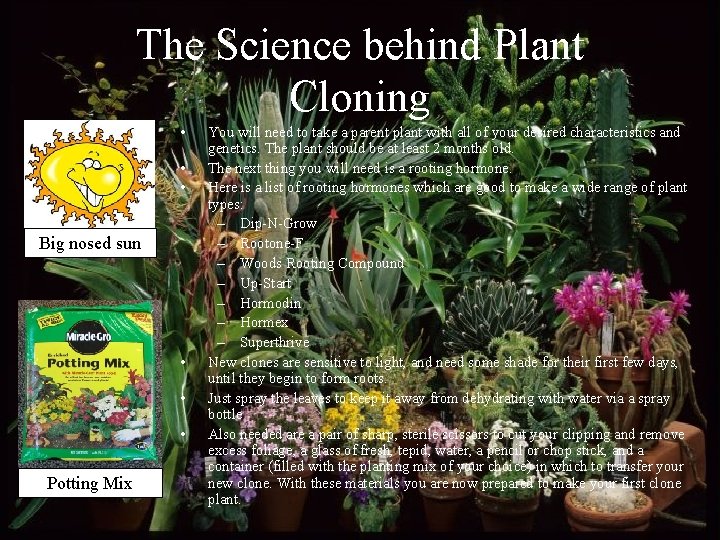 The Science behind Plant Cloning • • • Big nosed sun • • •