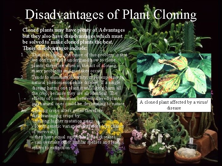 Disadvantages of Plant Cloning • Cloned plants may have plenty of Advantages but they