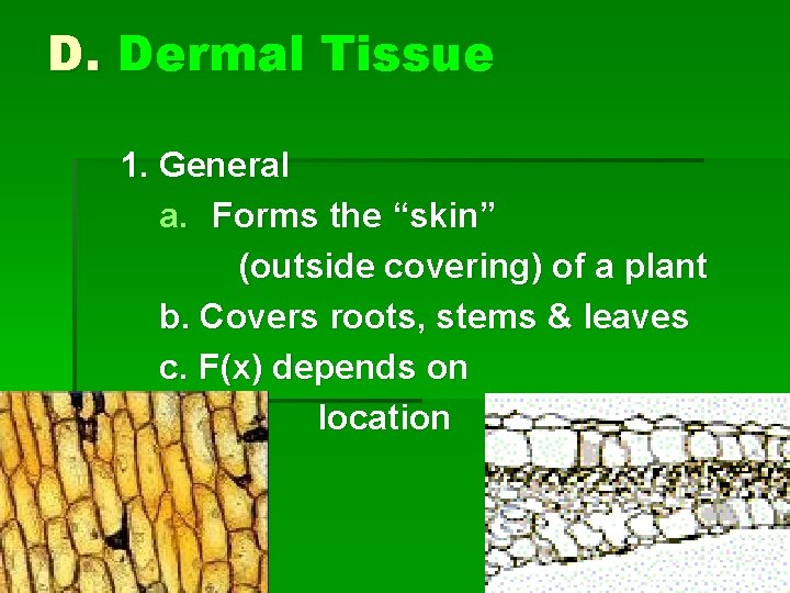 D. Dermal Tissue 1. General a. Forms the “skin” (outside covering) of a plant