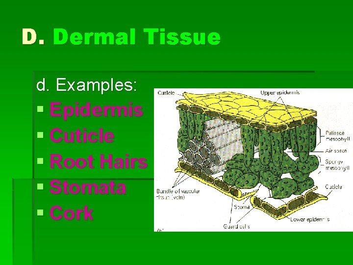 D. Dermal Tissue d. Examples: § Epidermis § Cuticle § Root Hairs § Stomata
