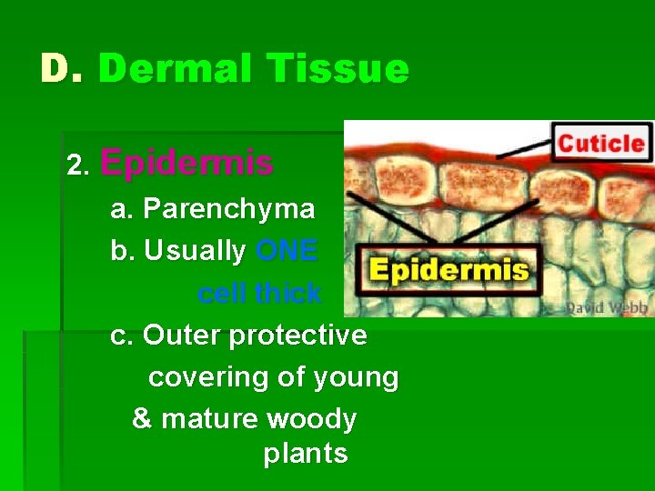 D. Dermal Tissue 2. Epidermis a. Parenchyma b. Usually ONE cell thick c. Outer