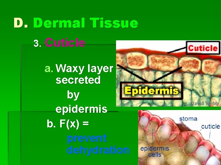 D. Dermal Tissue 3. Cuticle a. Waxy layer secreted by epidermis b. F(x) =