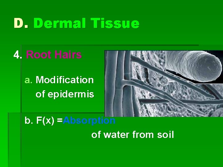 D. Dermal Tissue 4. Root Hairs a. Modification of epidermis b. F(x) =Absorption of