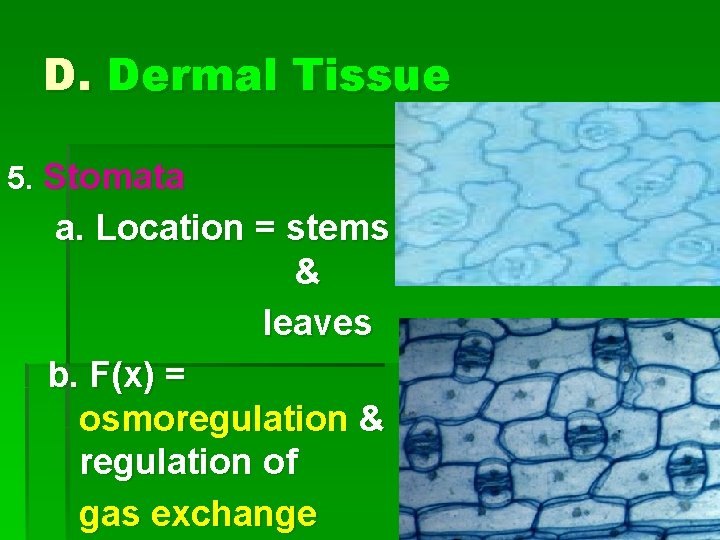 D. Dermal Tissue 5. Stomata a. Location = stems & leaves b. F(x) =