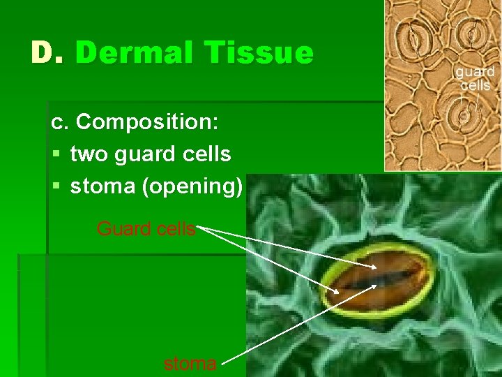 D. Dermal Tissue c. Composition: § two guard cells § stoma (opening) Guard cells
