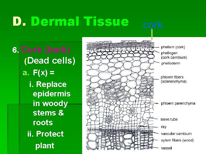 D. Dermal Tissue 6. Cork (bark) (Dead cells) a. F(x) = i. Replace epidermis