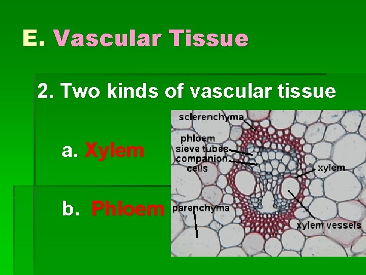 E. Vascular Tissue 2. Two kinds of vascular tissue a. Xylem b. Phloem 