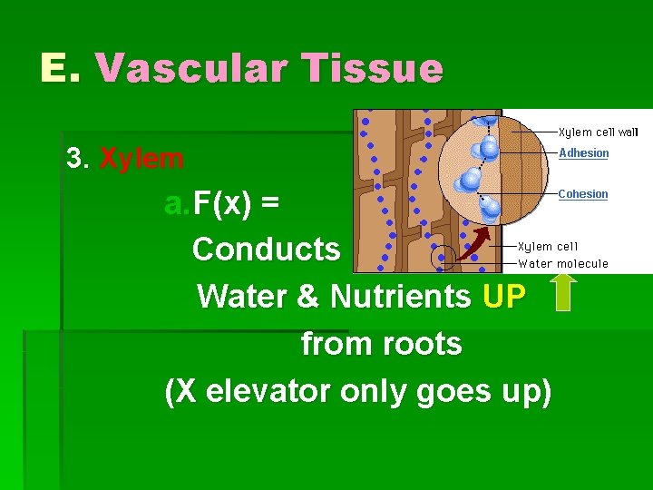 E. Vascular Tissue 3. Xylem a. F(x) = Conducts Water & Nutrients UP from