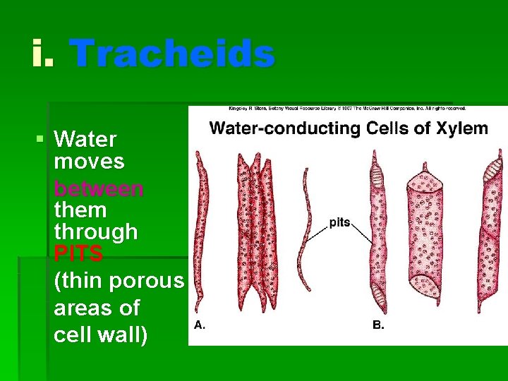 i. Tracheids § Water moves between them through PITS (thin porous areas of cell